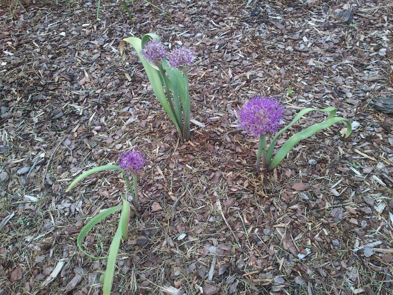 Allium platycaule